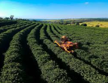 Giảm thiểu cacbon trong chuỗi cung ứng phân bón Amoniac tại Brazil